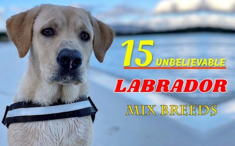 labrador mix breeds