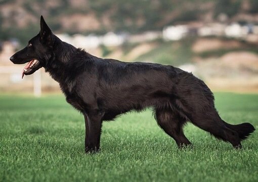 black german shepherd