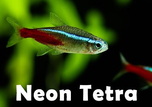 neon tetra facts