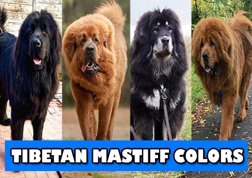Tibetan Mastiff colors
