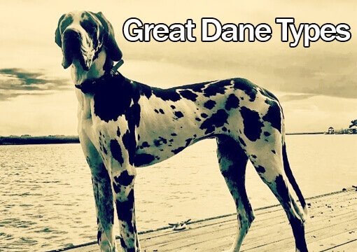 Types of Great dane