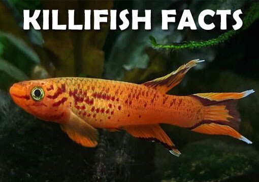 killifish facts