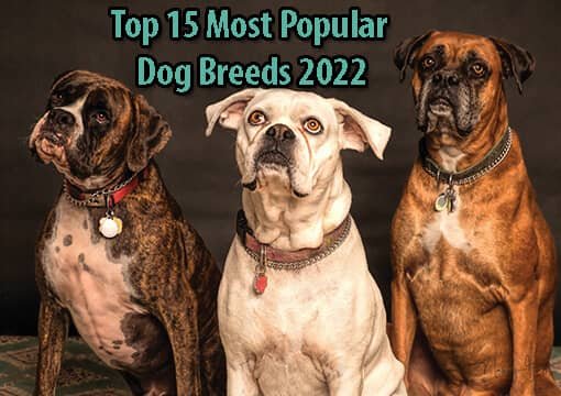 Most Popular Dog