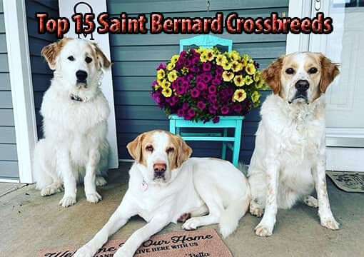 Top 15 Saint Bernard Crossbreeds