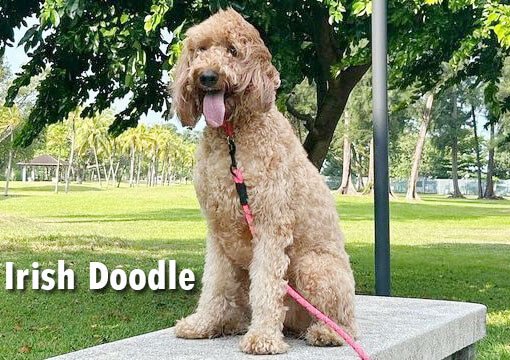 Irish Doodle dog breed