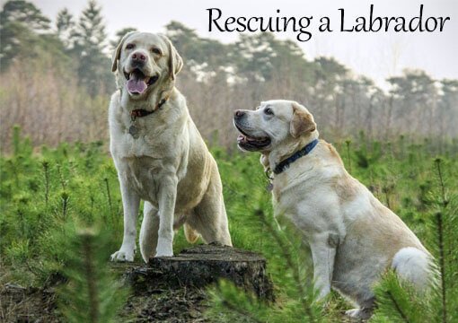 Rescuing a Labrador